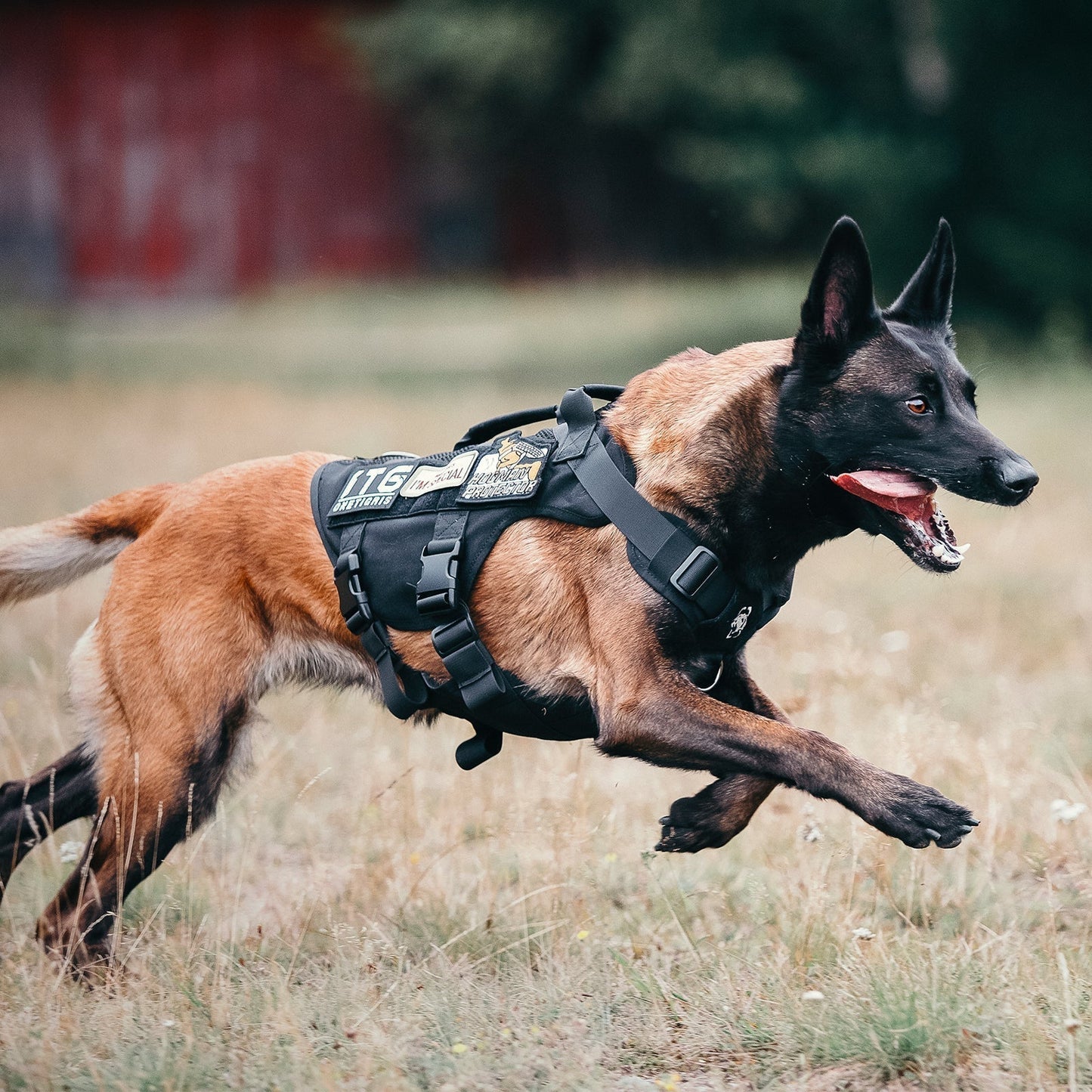 Dog wearing ONETIGRIS AIRE Mesh Harness running outdoors for adventure and training.