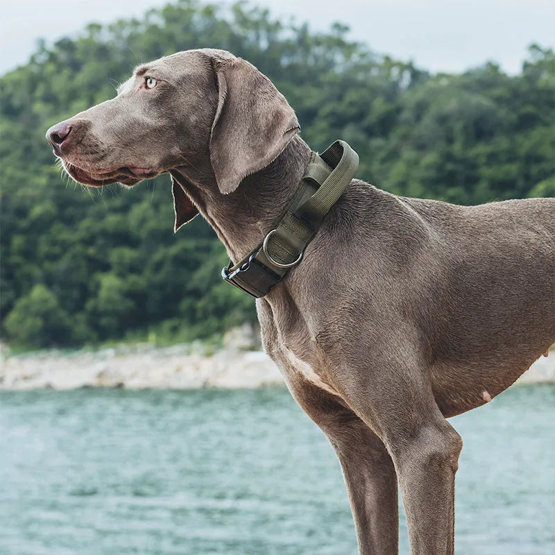 Tactical Dog Collar JustGoodKit Tactical Dog Collar Animals & Pet Supplies