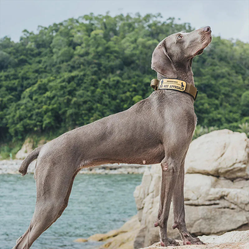 Tactical Dog Collar JustGoodKit Tactical Dog Collar Animals & Pet Supplies