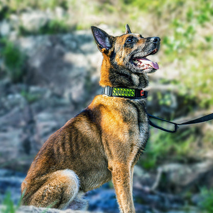 ONETIGRIS - Dog Collar 08